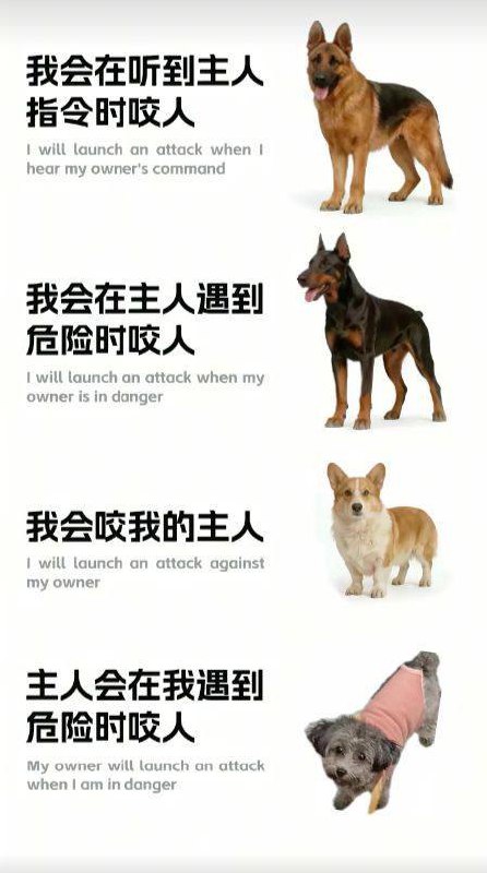 泰迪：我会随时随地咬我遇到的人