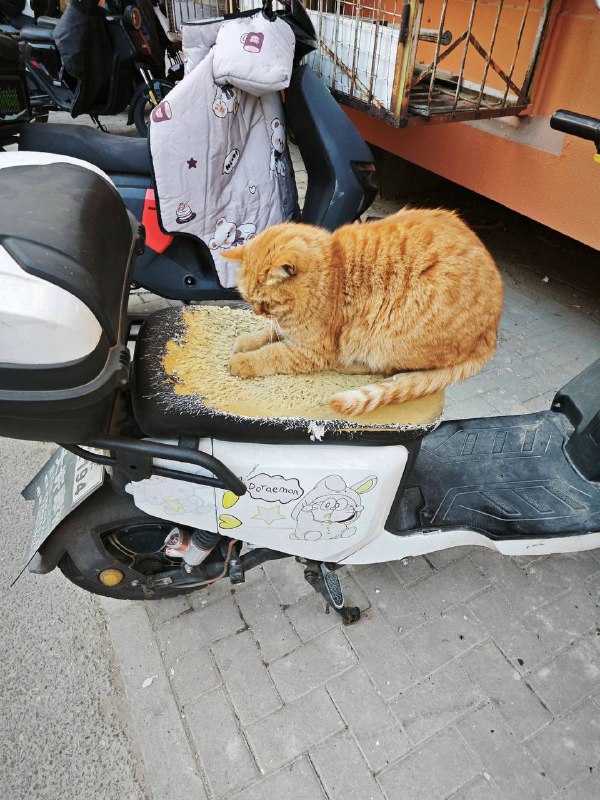 世界破破烂烂，小猫弄的