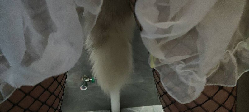 可爱的尾巴￼￼（投稿记得全方位展示😛）