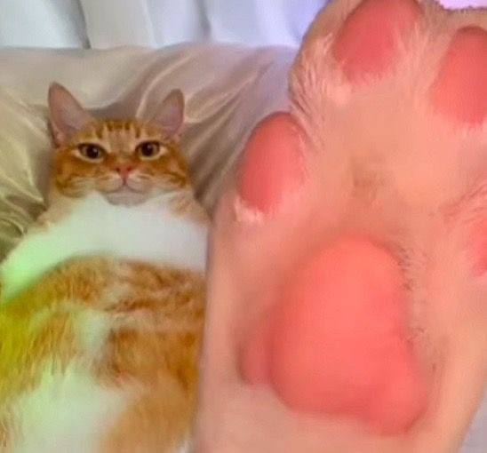 糟糕的拍照姿势 #猫糟糕的拍照姿势 #猫