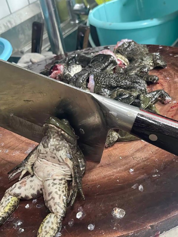 一生炼体，最终落得肥美二字