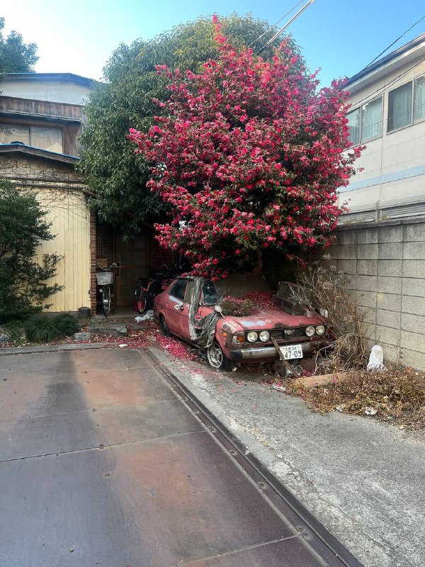 被人遗忘在角落的浪漫被人遗忘在角落的浪漫