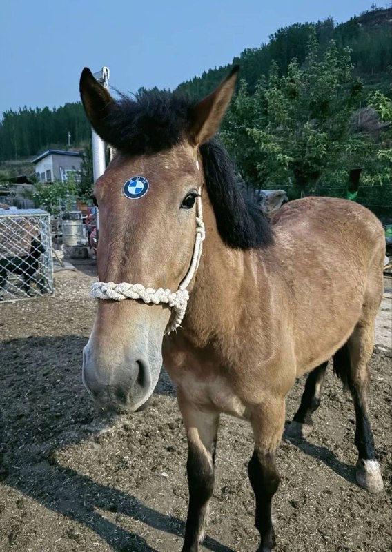 真宝马 1公里只消耗一顿草料