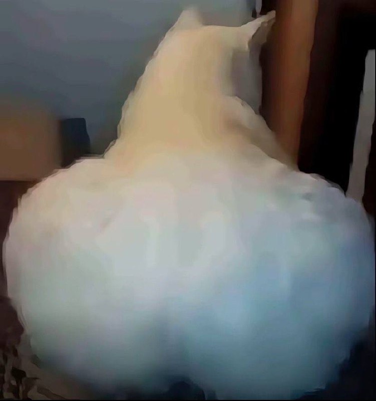 糟糕的拍照姿势 #猫糟糕的拍照姿势 #猫