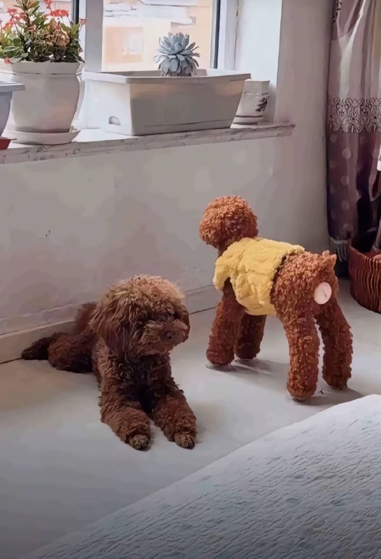 从前不懂事，后来懂了 #狗 #泰迪