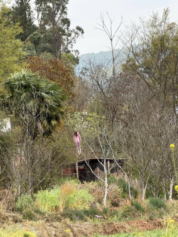 生命在随风飘舞