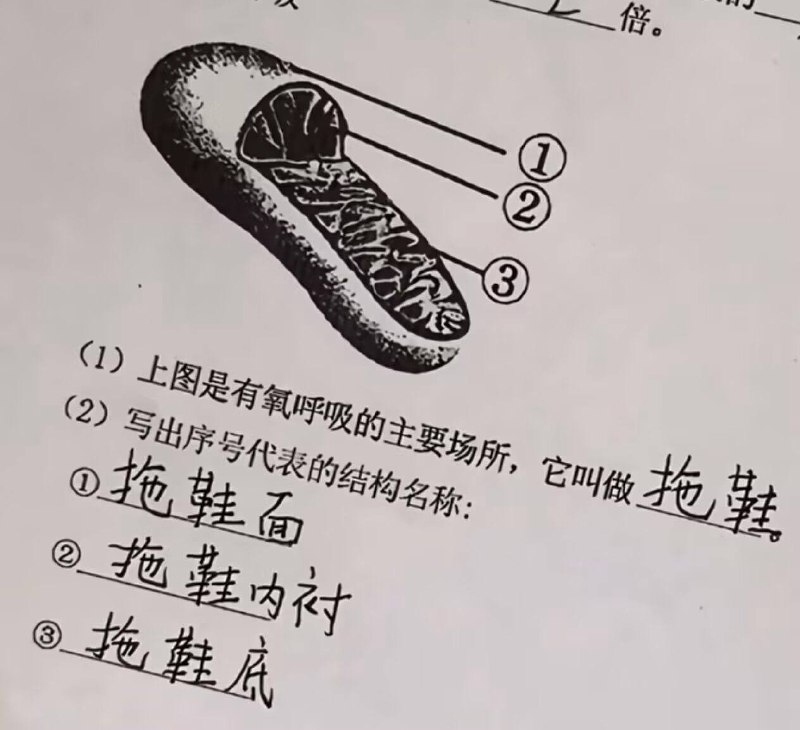 你身体里面全是拖鞋