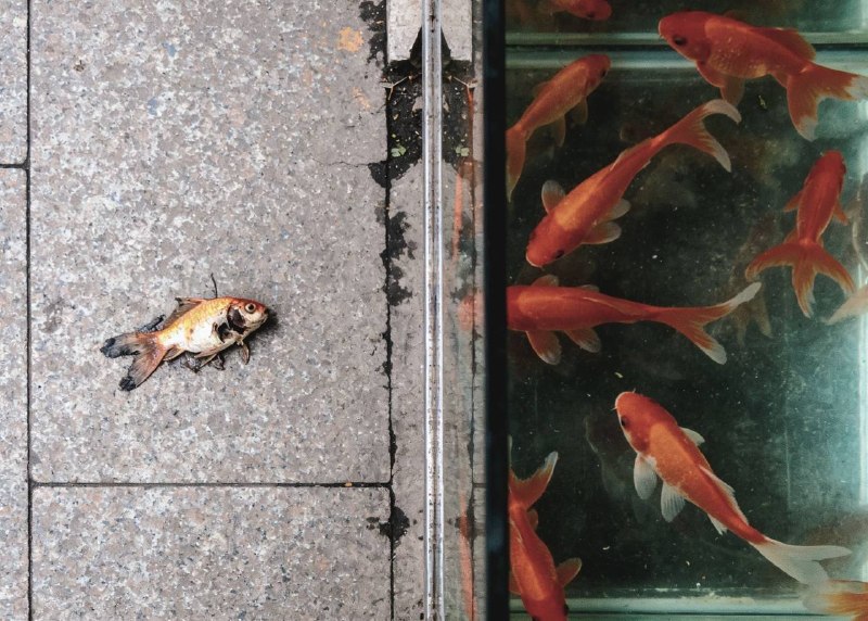 自由与搁浅，生存与囚禁