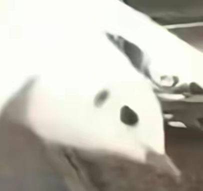 当鸽子不再象征和平当鸽子不再象征和平