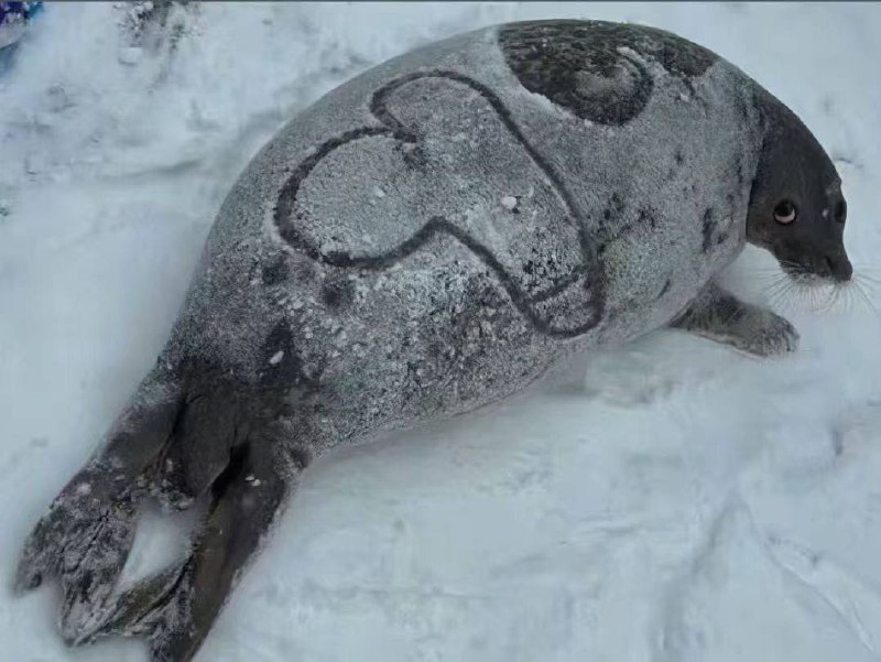 拍完放他走，好吗？