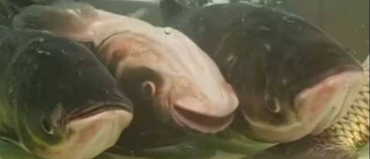 生鱼忧患，死鱼安乐 ￼￼