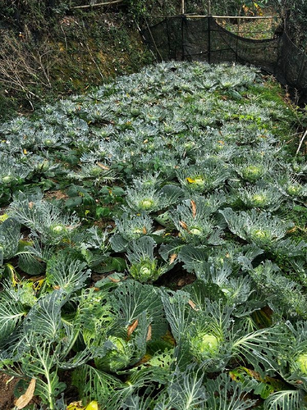 这才是无公害蔬菜这才是无公害蔬菜