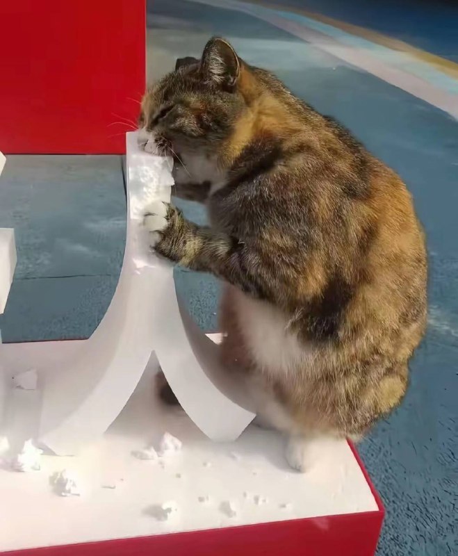 是真的  我见过猫吃人