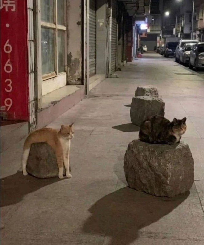 凹猫与凸猫￼￼