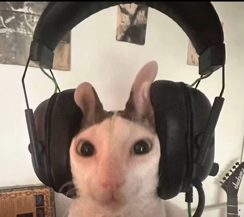 给猫夹成老鼠了