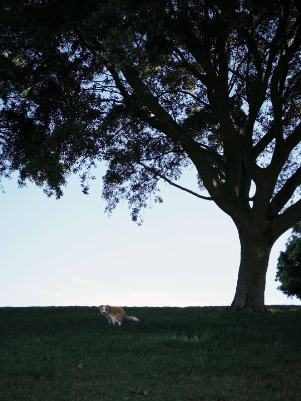 粪围感 #小边牧