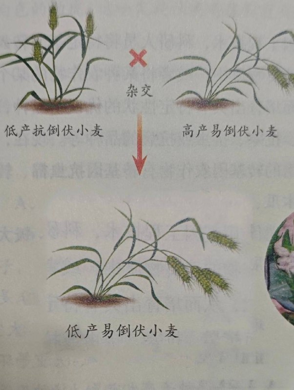 糟粕＋糟粕＝糟粕Pro
