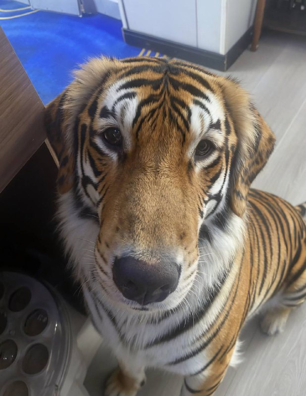 这个狗怎么虎里虎气的 #金毛狮王  #小鸡毛￼￼