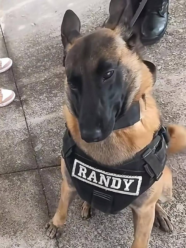 布鲁斯早已探查一切