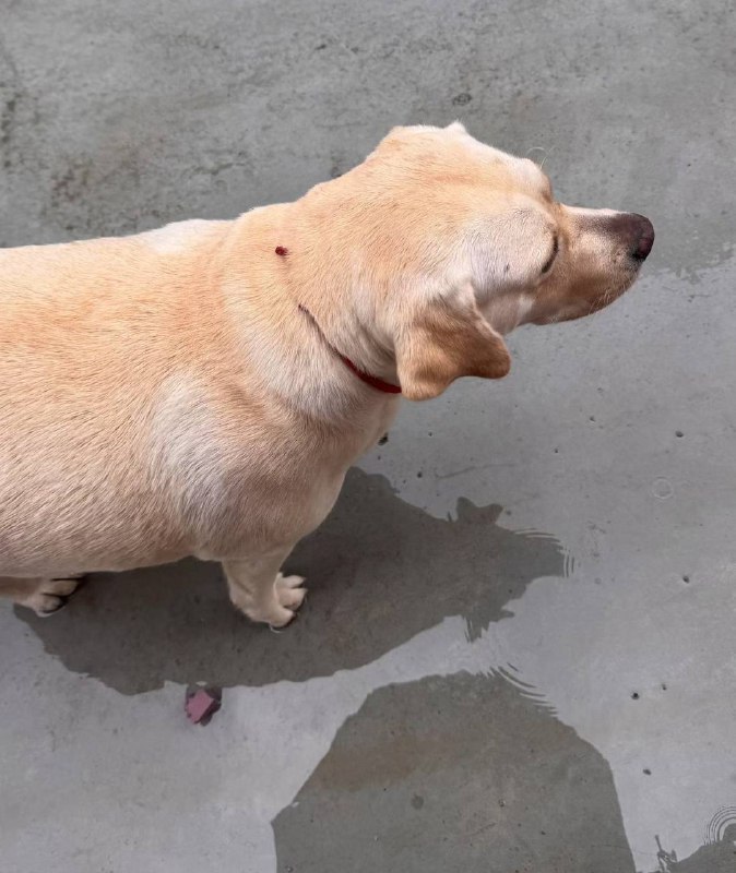 显形了 #拉布拉猪