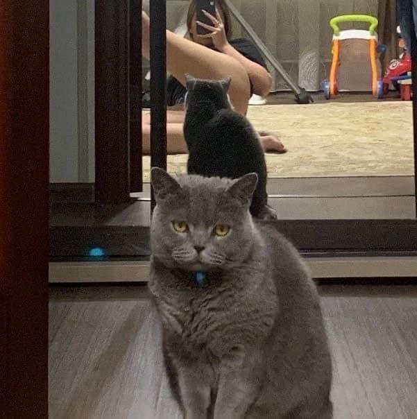 臭猫 挡住镜头了