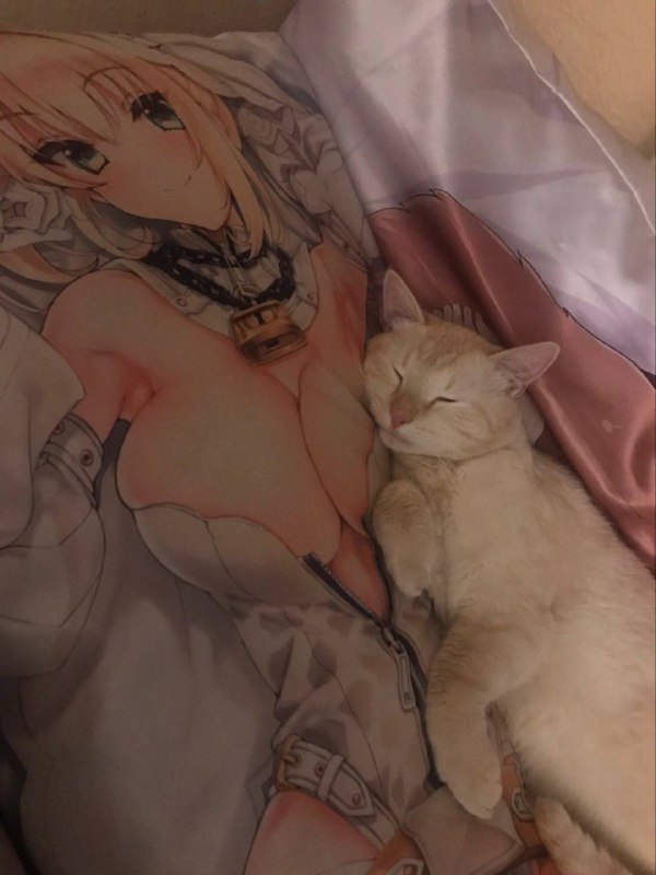 猫儿这个舒服
