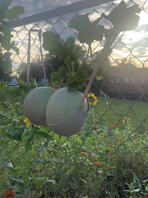 人类还是太聪明了