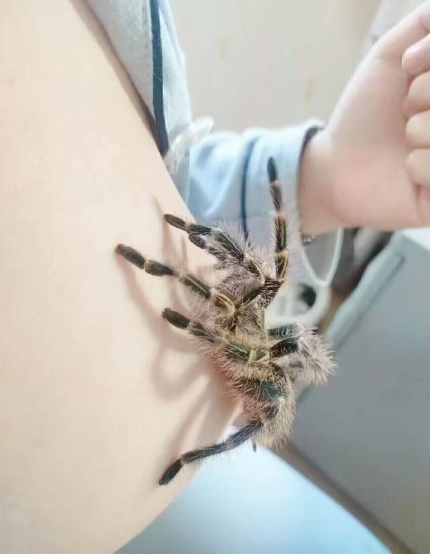 这蜘蛛应该不咬人吧